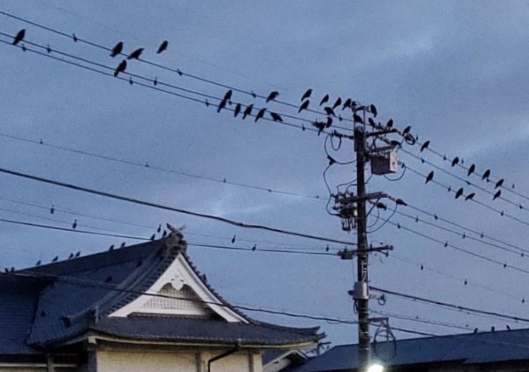 たくさんのカラスが電線にとまっています